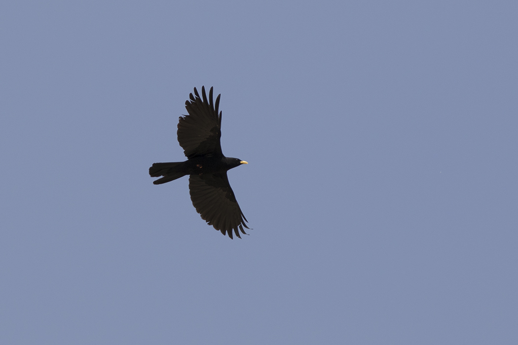 Yellow-billed Chough